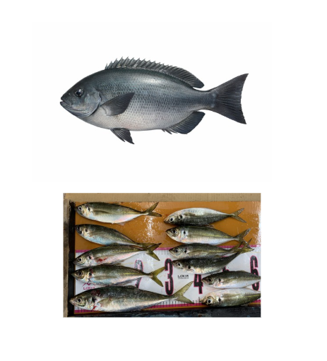 串本町大島漁港で良型グレと中アジ、釣れているようです。釣太郎