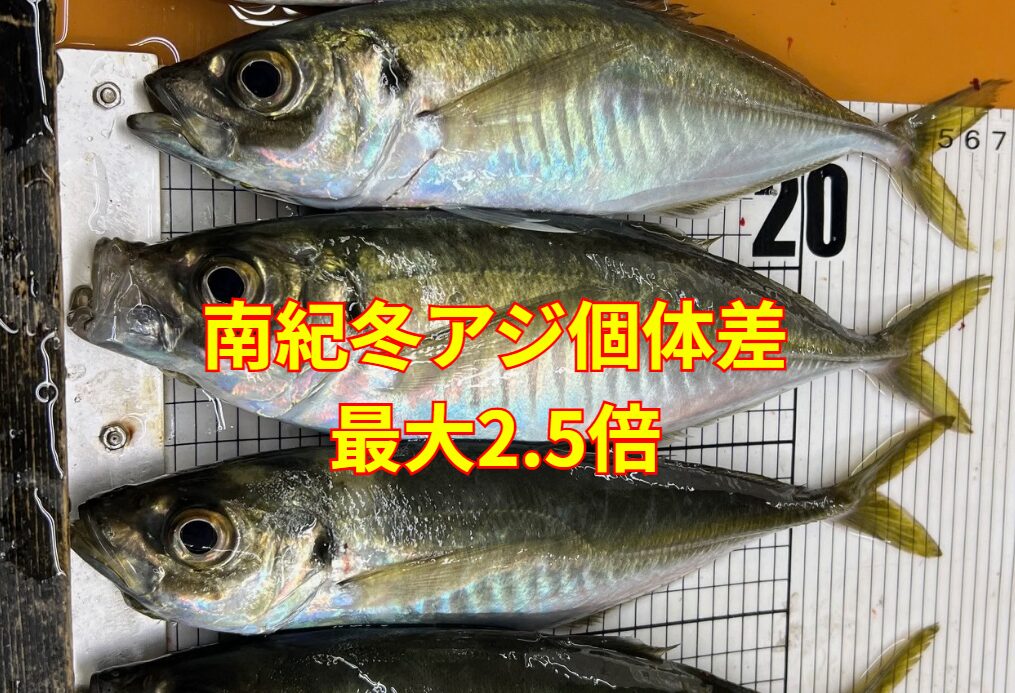 南紀産・冬アジの個体差は✔ 最大2.5倍✔ 脂7〜19％✔ 旨味160〜300mg ✔ 神率30％✔ 条件揃えば50％。釣太郎