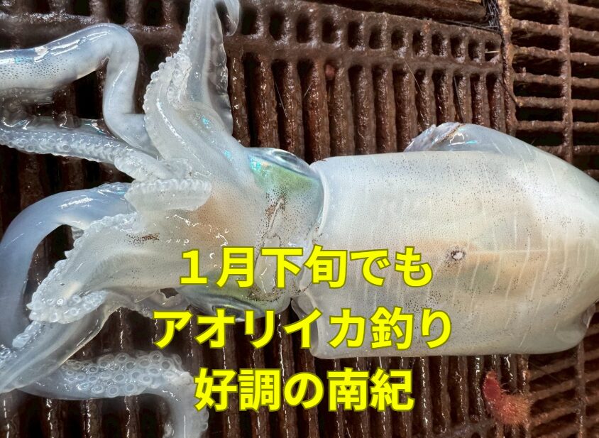 １月下旬でもアオリイカは熱い！串本・すさみだけじゃない、みなべ・田辺の冬攻略。釣太郎