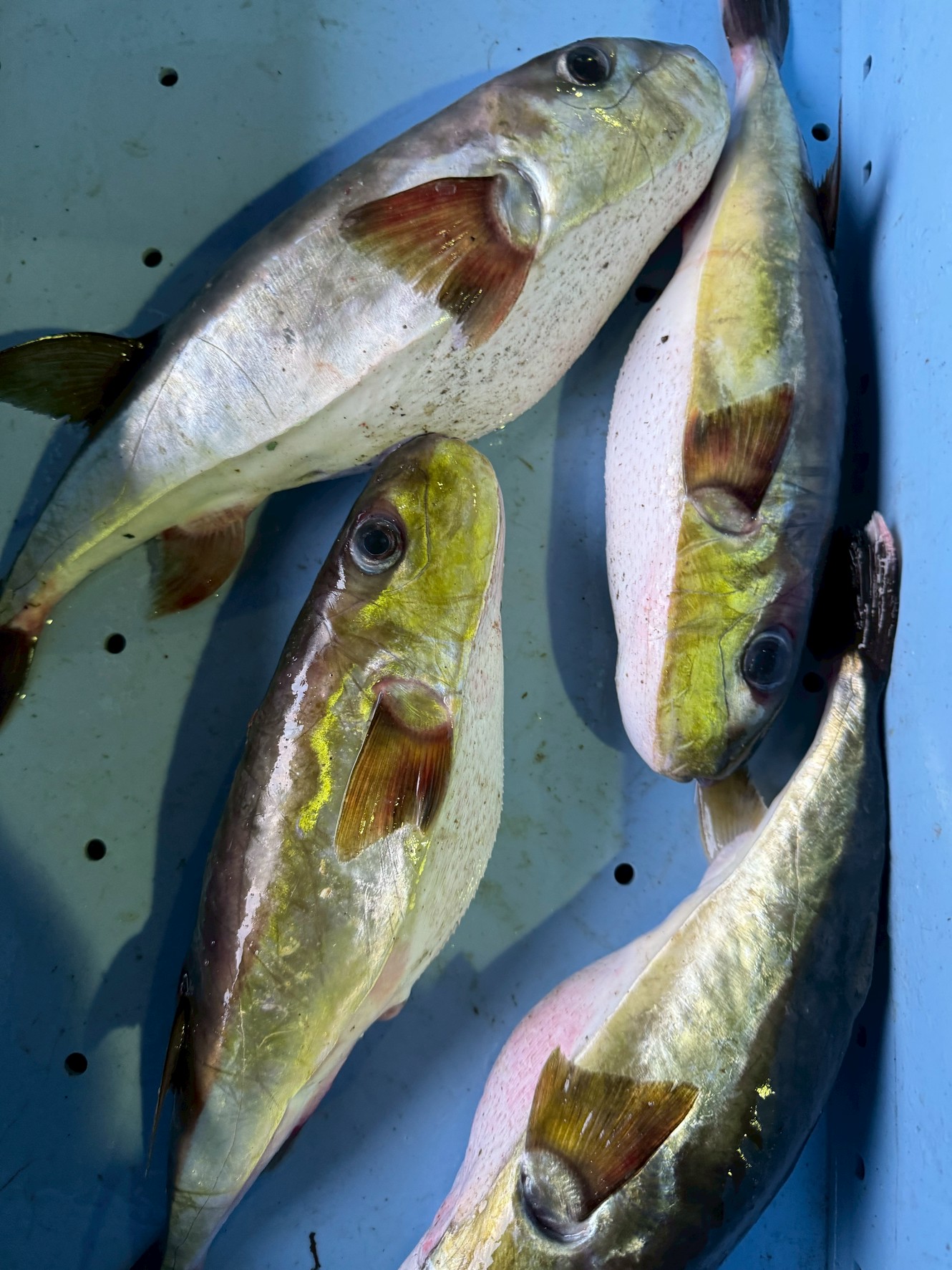 【完全解説】シロサバフグとは？ 特徴・生態・食味・市場価格・利用方法まで徹底網羅。釣太郎