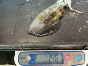 キロオーバーも多いが、まだ新子も混じっている冬季のアオリイカ。釣太郎