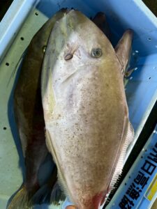 【ウスバハギの生態と食味】地元では「ラケット」と呼ばれる巨大カワハギ！味は水っぽい？肝は絶品？釣太郎