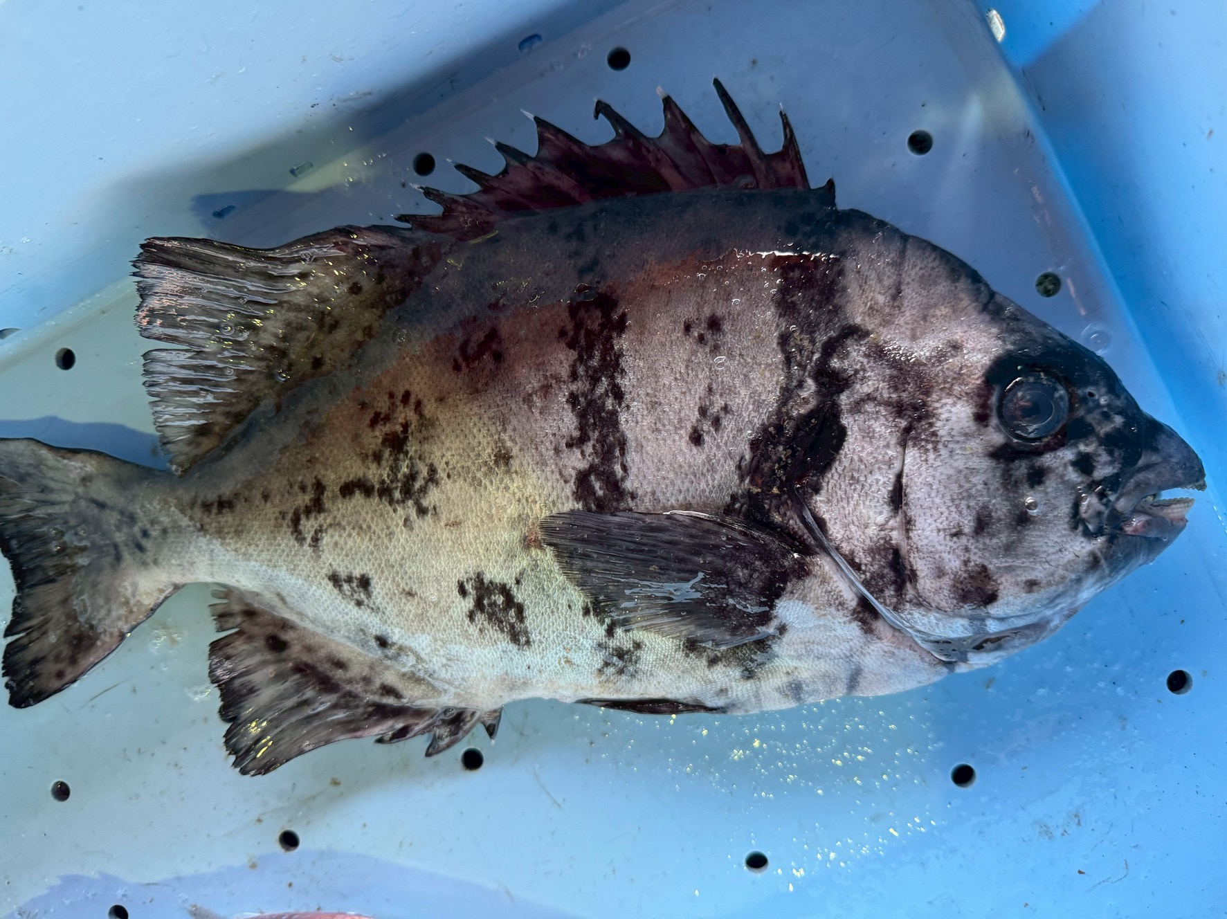 イシダイとイシガキダイの交雑種（ハイブリッド）で、通称「キンダイ」（またはイシガキイシダイ）と呼ばれる魚。釣太郎