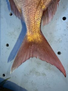 尾鰭で分かる天然真鯛チェックポイント。尾鰭が体に対して大きい ・先端が鋭く尖っている・縁が少し摩耗している・付け根が太く、筋肉質。釣太郎
