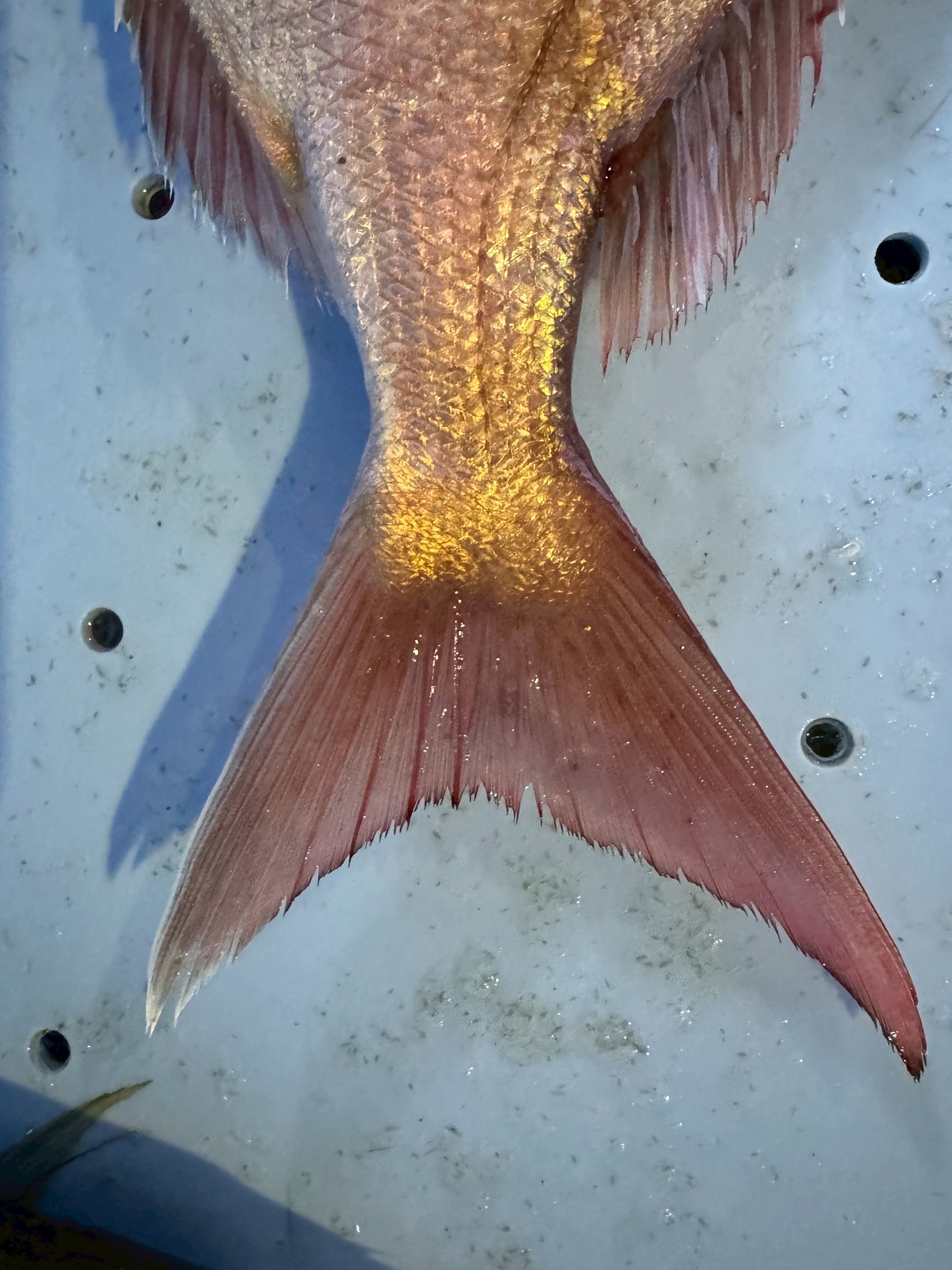 尾鰭で分かる天然真鯛チェックポイント。尾鰭が体に対して大きい ・先端が鋭く尖っている・縁が少し摩耗している・付け根が太く、筋肉質。釣太郎