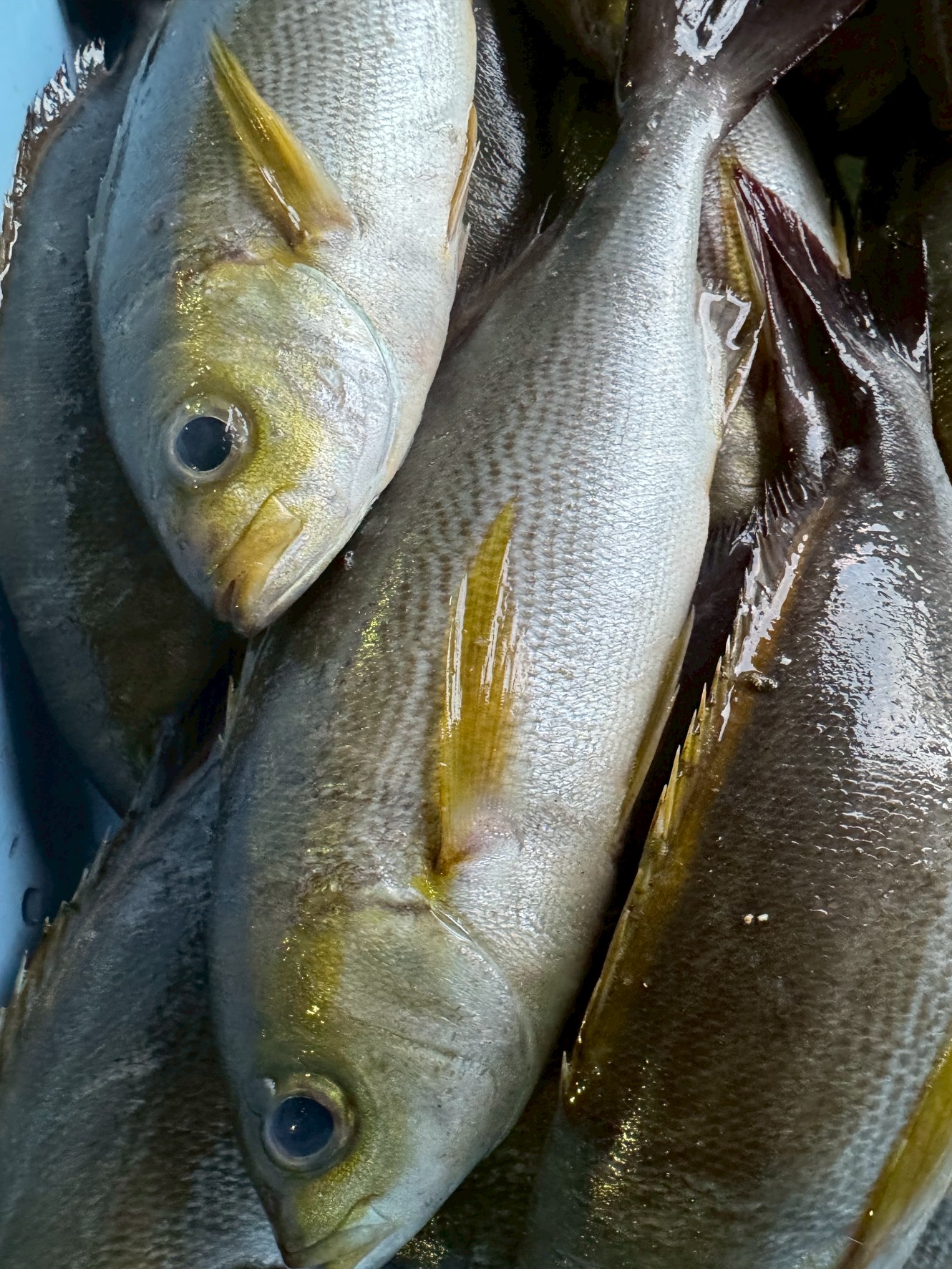 イサキとイサギは、呼び名が違うだけで同じ魚。正式名称はイサキ。イサギは主に西日本で使われてきた呼び名。釣太郎