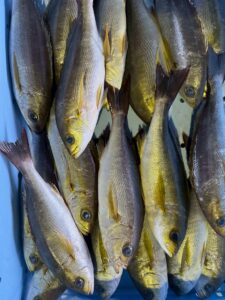 イサキの身はクセのない美しい白身で、皮目に独特の風味と旨味があります。釣太郎