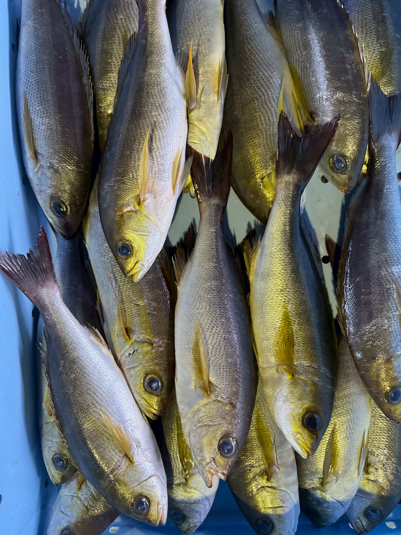 イサキの身はクセのない美しい白身で、皮目に独特の風味と旨味があります。釣太郎