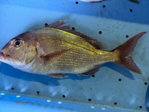天然真鯛の特徴。尾びれの先端が美しく尖っている。体色が上品な桜色＋黄金の輝き。ヒレがピンと張っている 。釣太郎