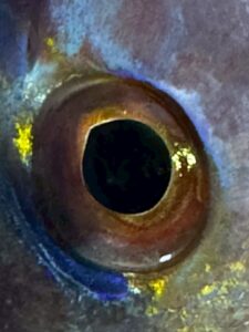 お店で魚を選ぶ時、まず目を見ろと言われるのは理にかなっています。釣太郎