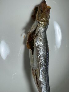 鮮度が落ちたイワシ干物は焼くと内臓が破裂しやすい・原因は自己消化、ガス発生、腹膜劣化・鮮度が高いイワシは破裂しにくい・干物でも原魚の鮮度がすべて。釣太郎