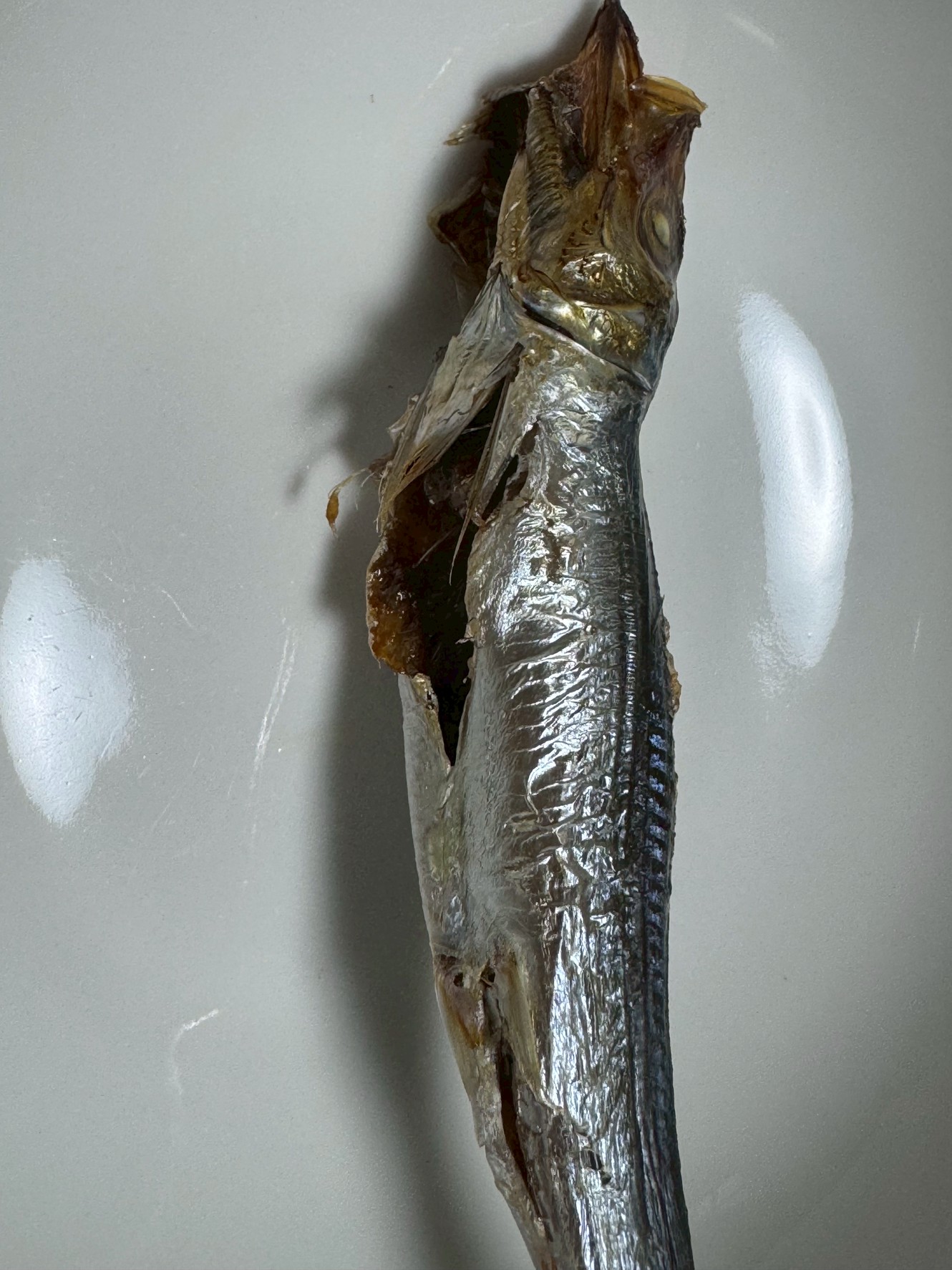 鮮度が落ちたイワシ干物は焼くと内臓が破裂しやすい・原因は自己消化、ガス発生、腹膜劣化・鮮度が高いイワシは破裂しにくい・干物でも原魚の鮮度がすべて。釣太郎