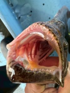 平目は獰猛なフィッシュイーター・内向きの歯は捕食特化構造・冬は脂の乗りが最高潮・歯の構造が味の良さにつながる。釣太郎