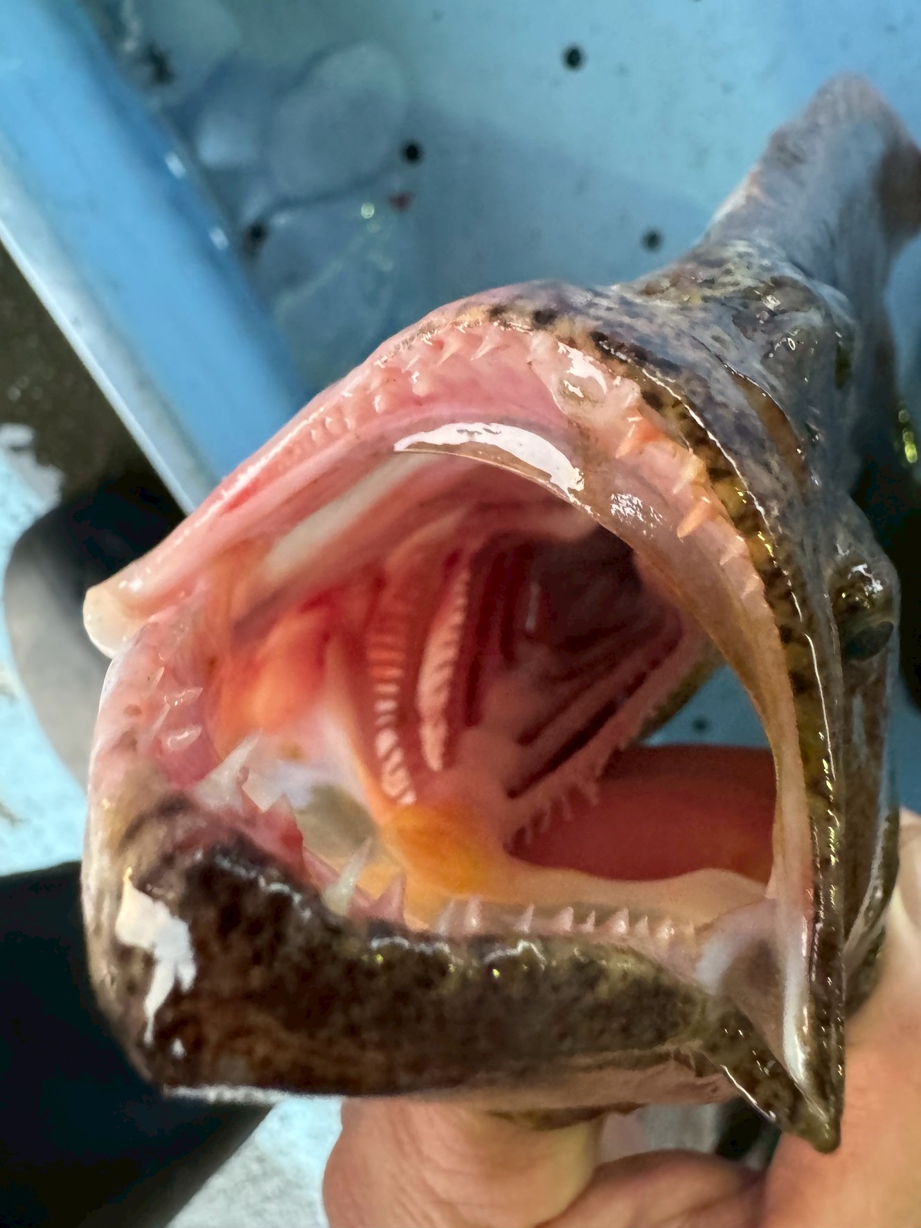 平目は獰猛なフィッシュイーター・内向きの歯は捕食特化構造・冬は脂の乗りが最高潮・歯の構造が味の良さにつながる。釣太郎