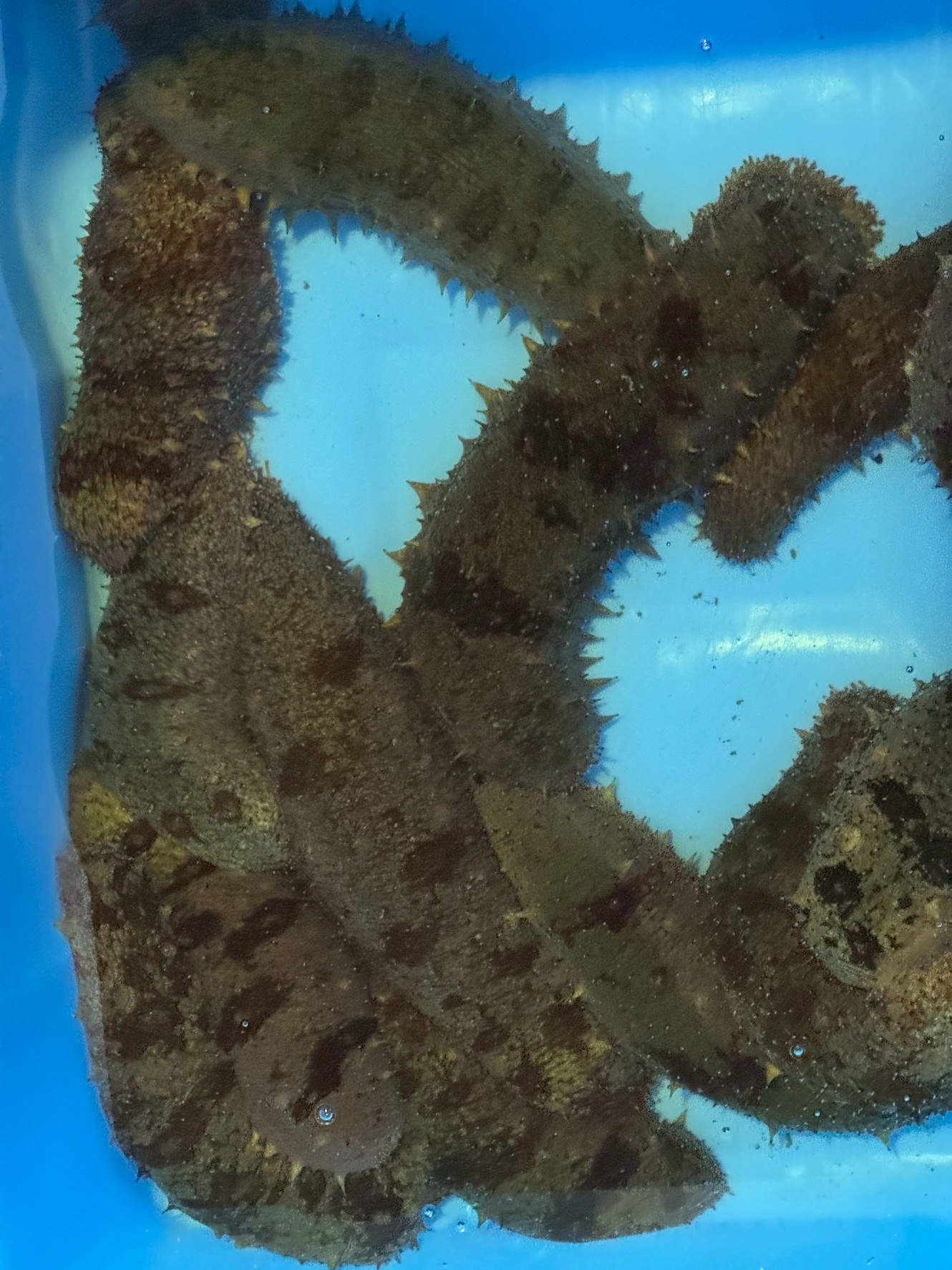 ナマコと日本人の付き合いは、驚くほど長いく、日本最古の歴史書「古事記（712年）」にも記述が登場しています。 1300年以上も前から、日本人はこの不思議な生き物を食べていた。釣太郎