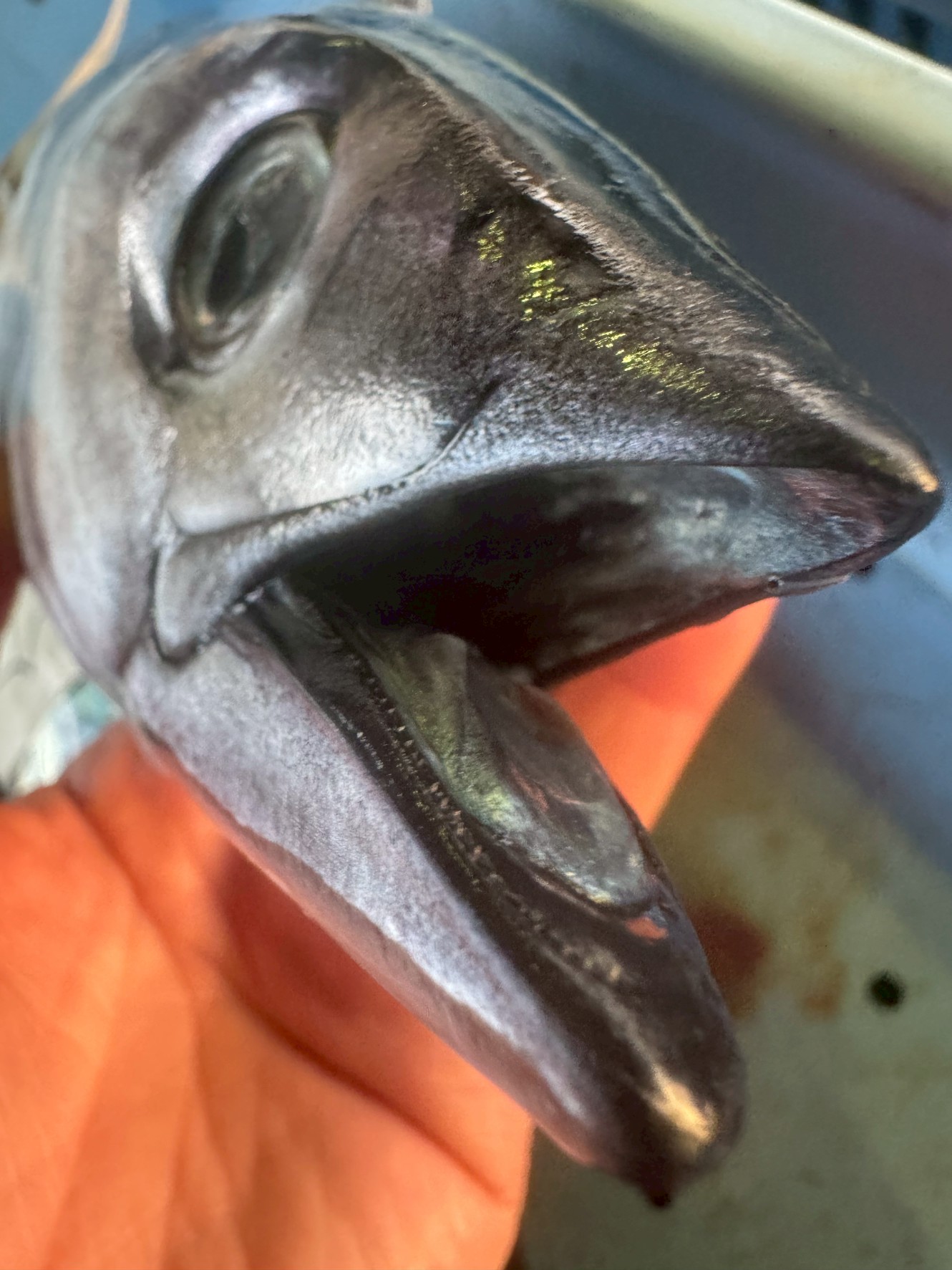 カツオの口に歯がない理由は、✅ 丸飲み専門の魚だから✅ スピード重視の進化✅ 噛む必要がない✅ 鮮度・味に影響なし。釣太郎