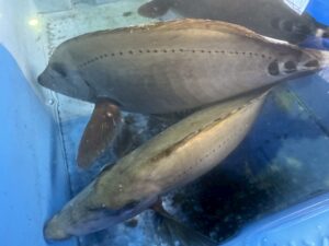 ニザダイの尾ヒレの根本、黒い点には、硬くて鋭い「骨質板（こつしつばん）」というトゲが隠されています。釣太郎