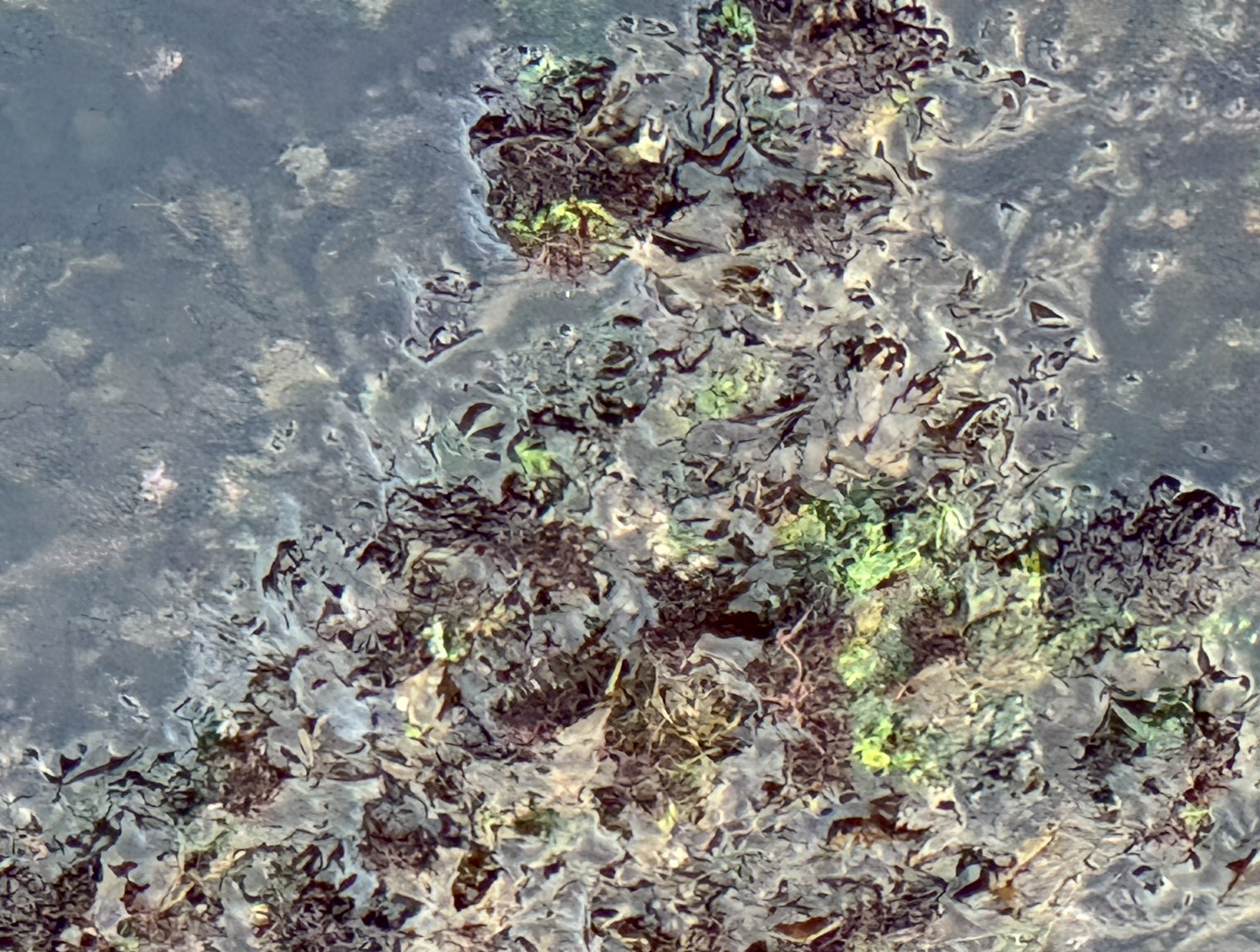 寒グレの大好物のアオサとハバノリ（メノリ）。先日公開した動画、逆立ちして尾ヒレっを海面から出していた映像は、食べていたのはこれ。釣太郎