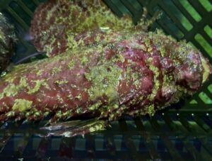 オコゼの名前の由来は、由来は古語の「醜い」を意味する言葉から来ていると言われています。釣太郎