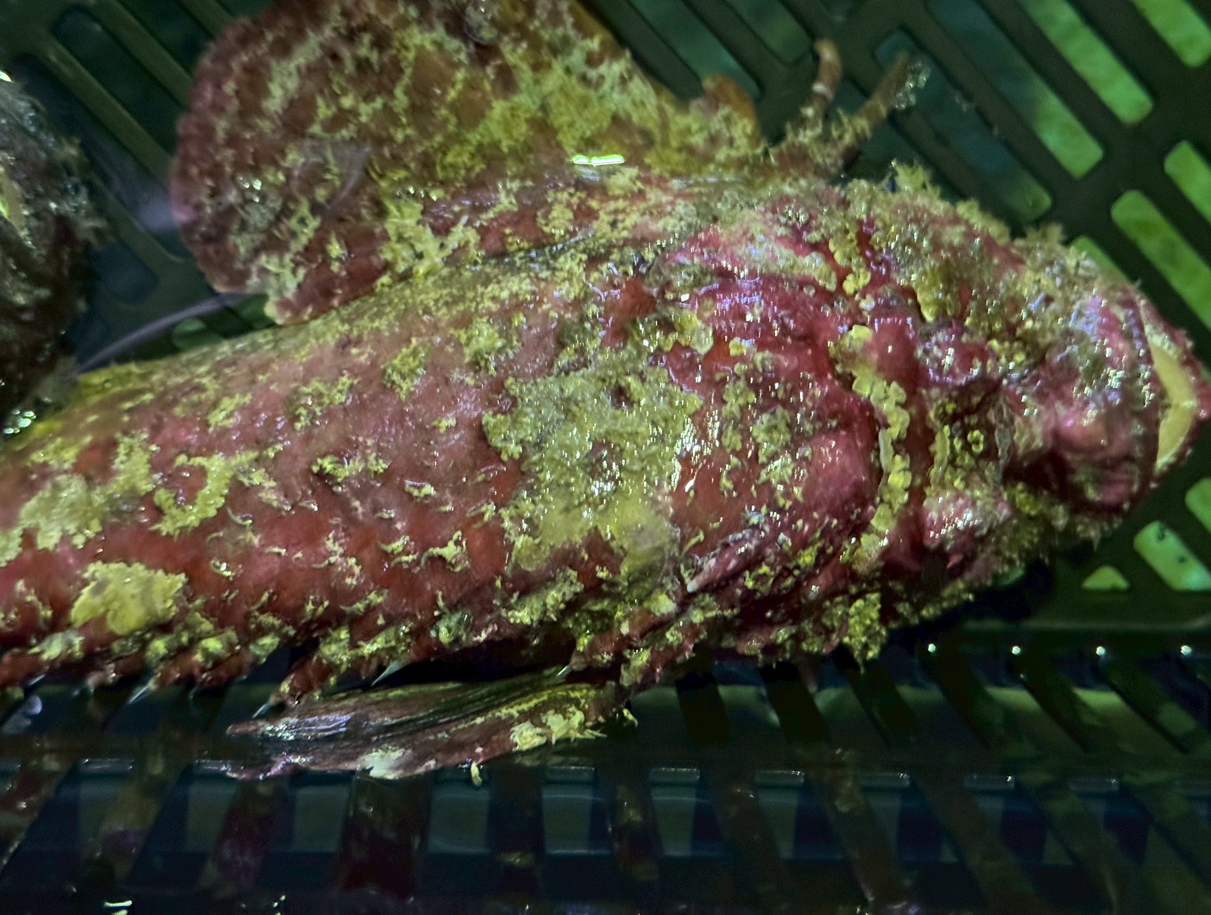 オコゼの名前の由来は、由来は古語の「醜い」を意味する言葉から来ていると言われています。釣太郎