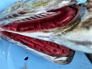 美味しい魚を食べるための鉄則。それは「釣ったらすぐにエラを切って血を抜くこと」釣太郎