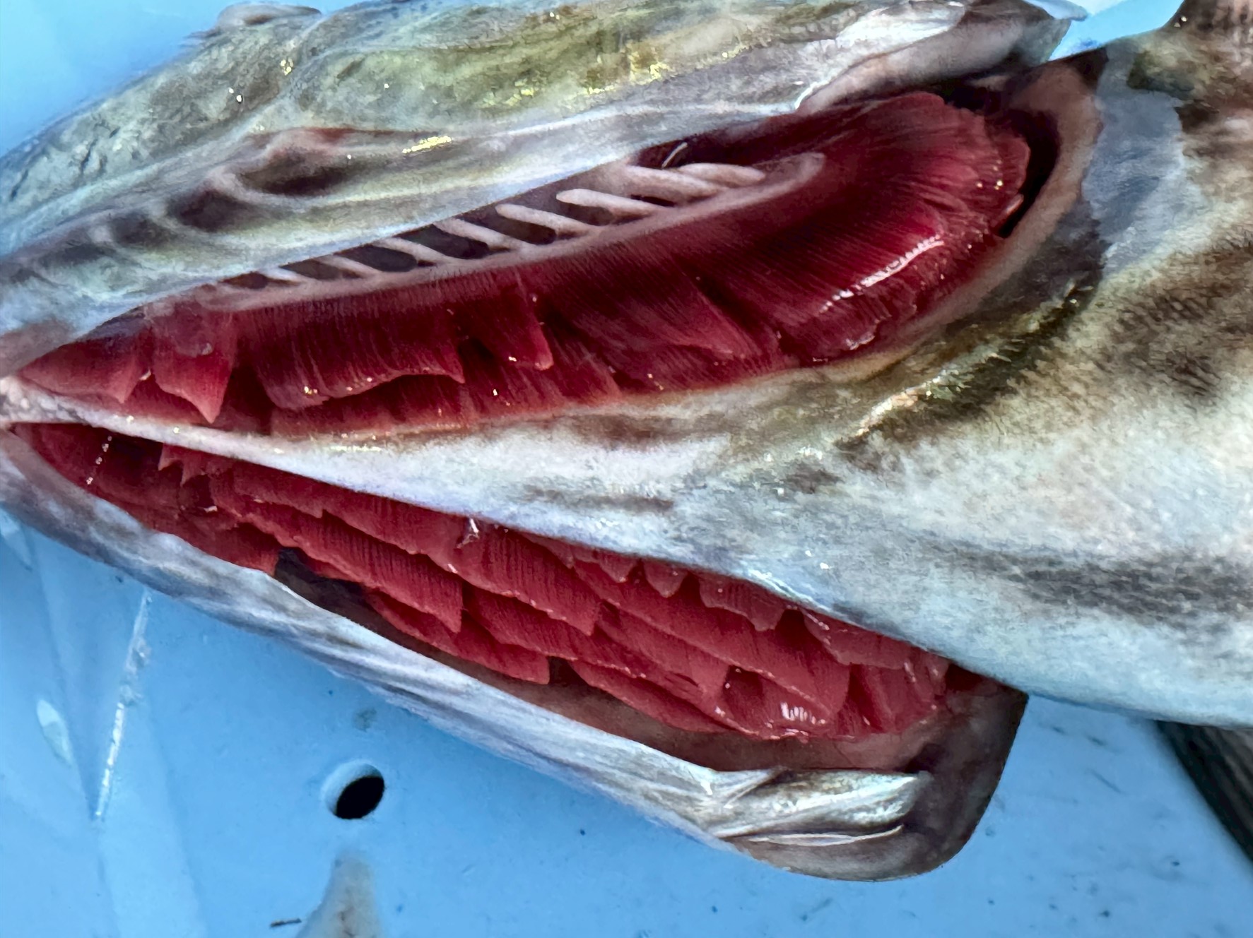 美味しい魚を食べるための鉄則。それは「釣ったらすぐにエラを切って血を抜くこと」釣太郎