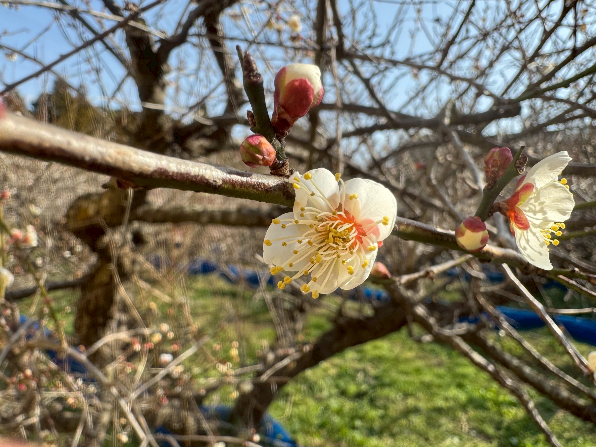 梅の花、咲き始めました。まだ二分咲きほど。釣太郎