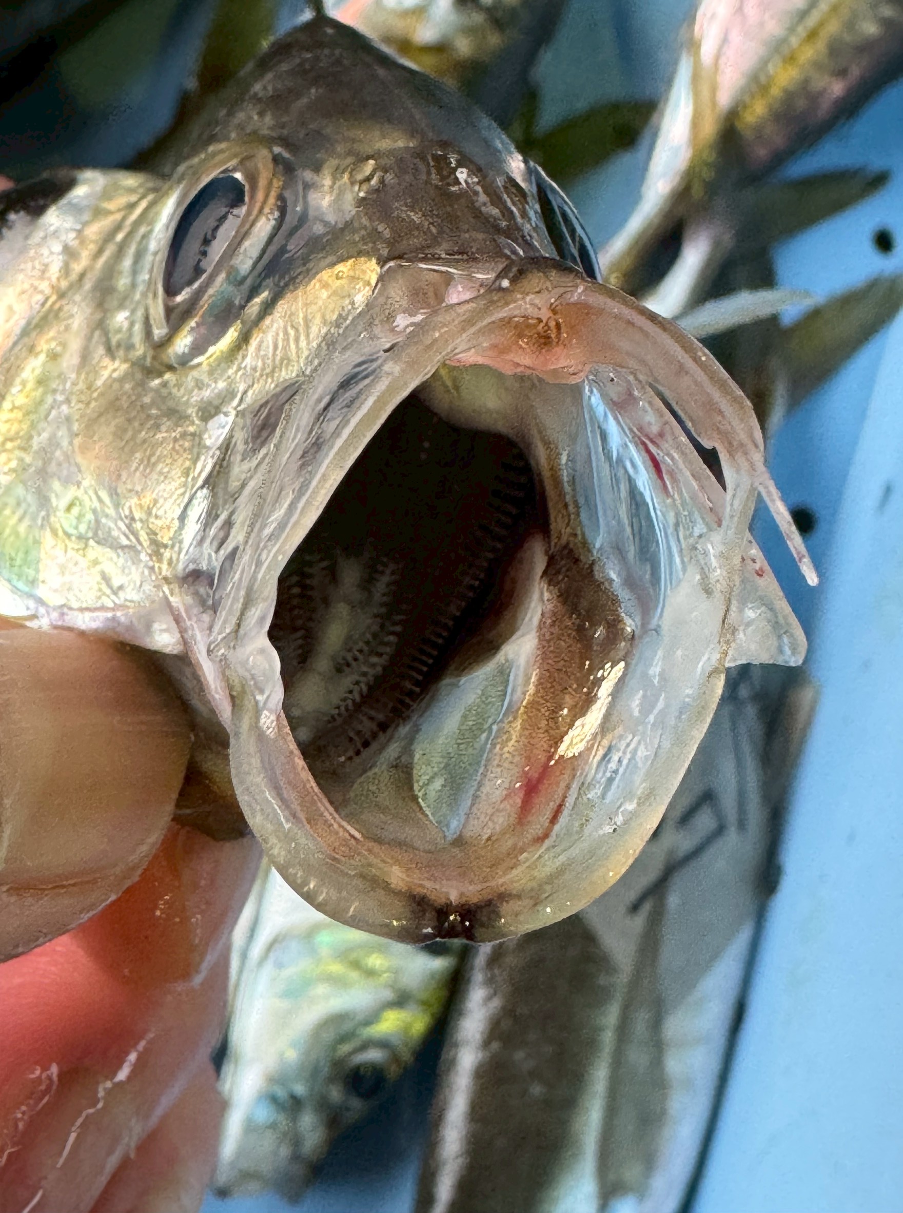 アジには指が切れるような危険な「歯」はないんです。だから、釣れたアジの針を外す時に、口に入ってしまっても流血沙汰にはなりません。釣太郎