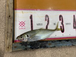 南紀の冬は堤防から尺アジ釣りが大人気。釣太郎