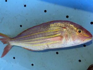 イトヨリダイは、スーパーの鮮魚コーナーで安売りされることは滅多にありません。市場でも常に高値で取引される「高級魚」の部類に入ります。釣太郎