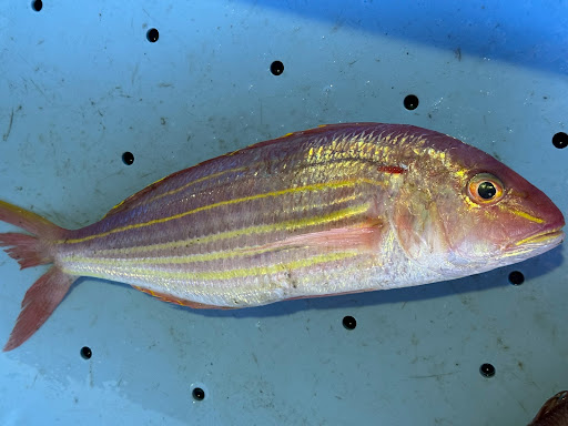イトヨリダイは、スーパーの鮮魚コーナーで安売りされることは滅多にありません。市場でも常に高値で取引される「高級魚」の部類に入ります。釣太郎