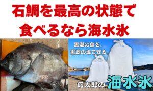 石鯛を最高の状態で持ち帰りたいなら海水氷一択。真水氷は「冷える」だけ。海水氷は「味を守る」釣太郎