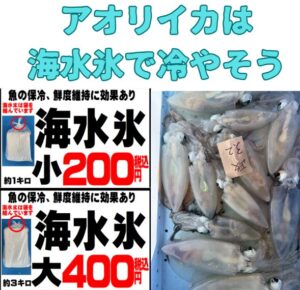 アオリイカの冷却は、海水氷を使わないともったい。釣太郎