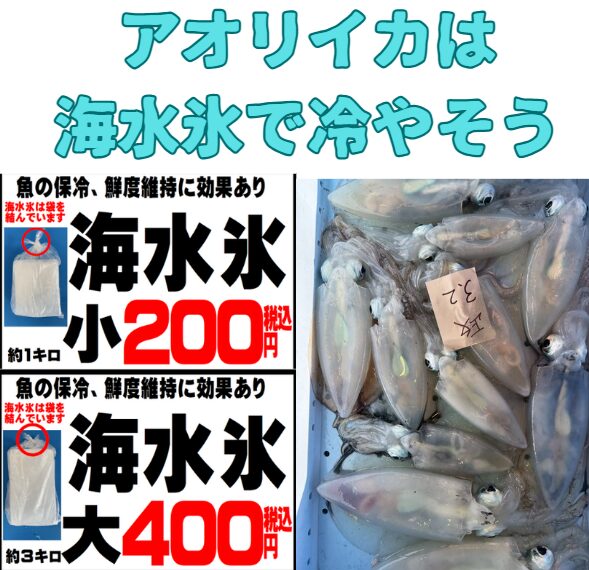 アオリイカの冷却は、海水氷を使わないともったい。釣太郎