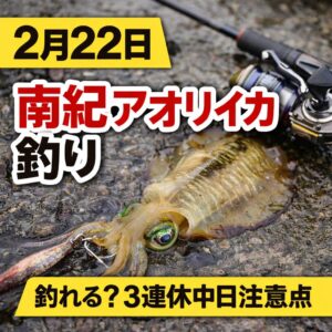 明日2月22日の南紀アオリイカは好調な冬シーズンの流れを維持していますが、連休プレッシャーの影響が大きい日です。釣太郎
