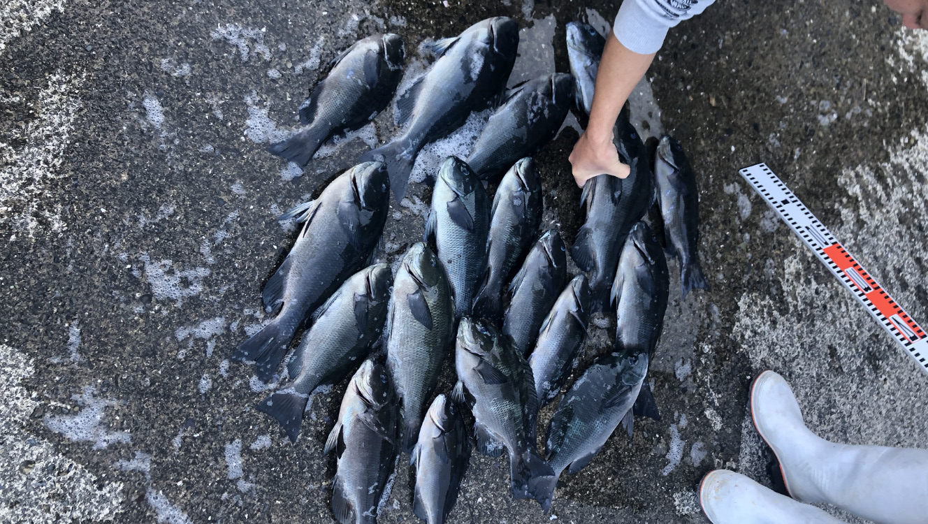 口太グレの「湧きグレ・浮きグレ」は最高のチャンス！釣太郎