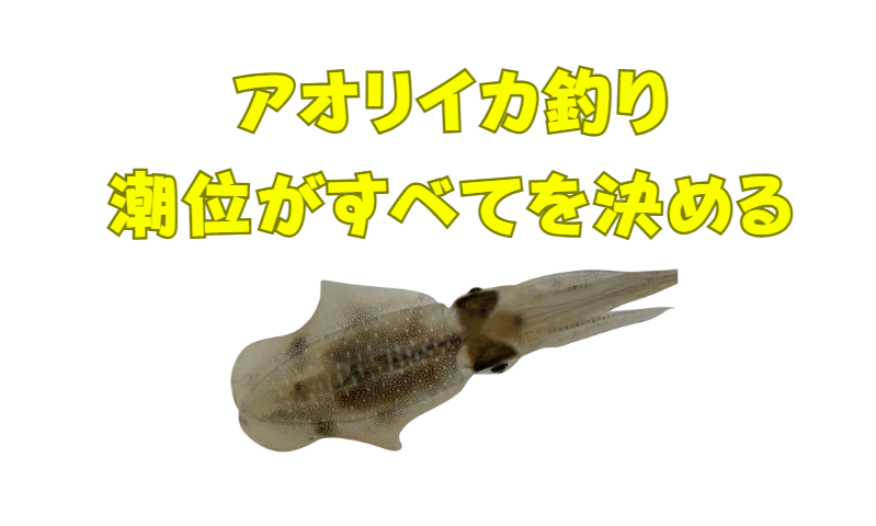 アオリイカ釣りは潮位がすべてを決める。鉄則「満月（大潮） × 上げ潮 × 満潮前後」釣太郎