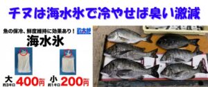 黒鯛の臭みの原因、海水氷の効果、そして【釣太郎の海水氷】を使った実践的な鮮度保持術まで詳しく解説.釣太郎