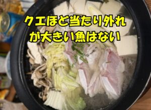 天然クエのアタリとはずれの差は、魚でも最も激しい。釣太郎