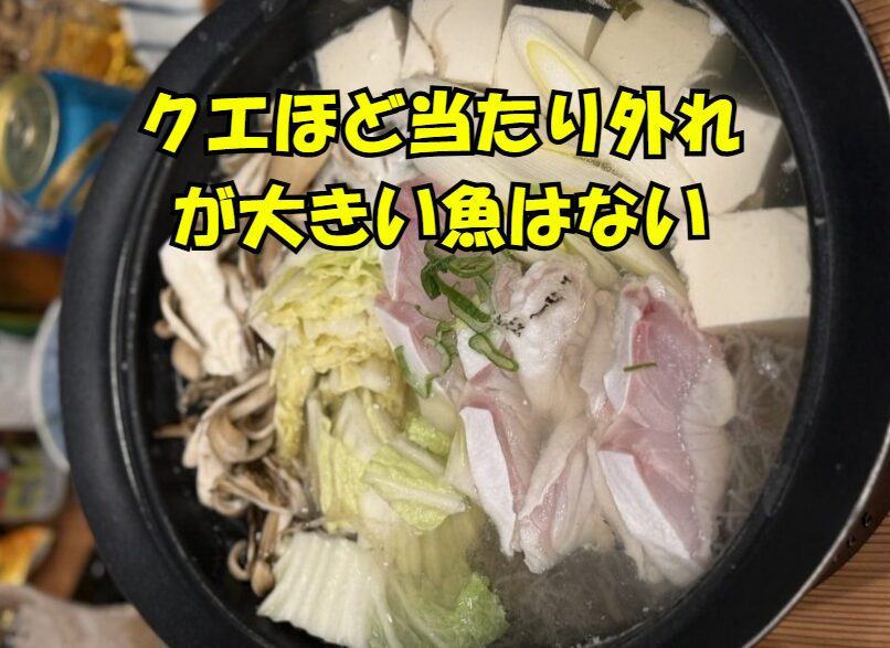 天然クエのアタリとはずれの差は、魚でも最も激しい。釣太郎