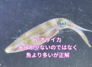 アオリイカは魚よりも水分が５％ほど多いという事実は、知らない釣り人が多い。釣太郎
