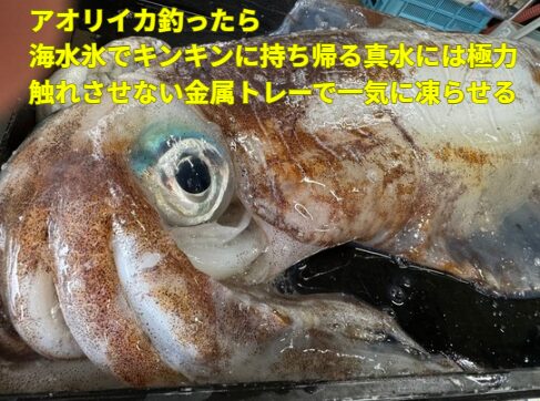 アオリイカ釣ったら海水氷でキンキンに持ち帰る。真水には極力触れさせない。金属トレーで一気に凍らせる。釣太郎