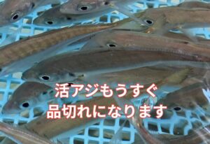 みなべ店、活アジ在庫あと30匹のみ。もうすぐ売り切れます。釣太郎