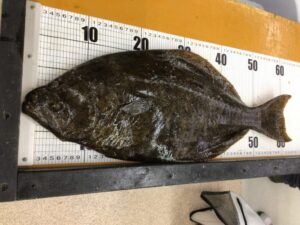 南紀の魚は全体的に旨い・ヒラメは全国的に味が安定した魚・南紀ヒラメも旨いが、突出しにくい・ただし条件がそろえば一級品になる。釣太郎