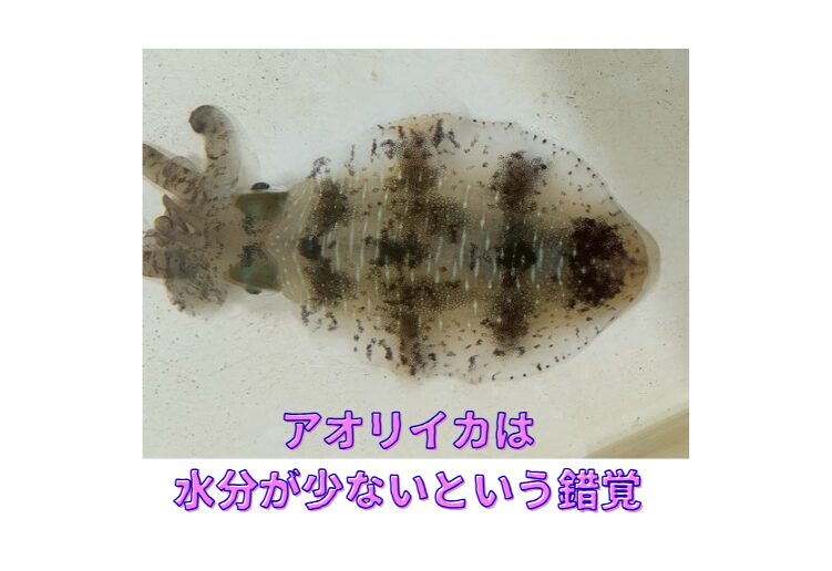 アオリイカの水分含有量は一般的に約75〜80%、一般的な魚（アジ・マダイなど約70〜75%）よりもむしろ10%近く多い。釣太郎