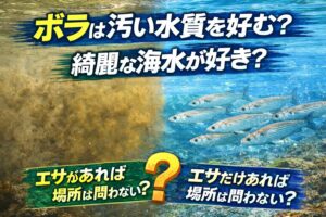 ボラは汚い水が好きな魚ではありません。きれいな海でも普通に増えます。重要なのは水質よりエサの量。栄養が豊富な場所ならどこでも集まる魚.釣太郎