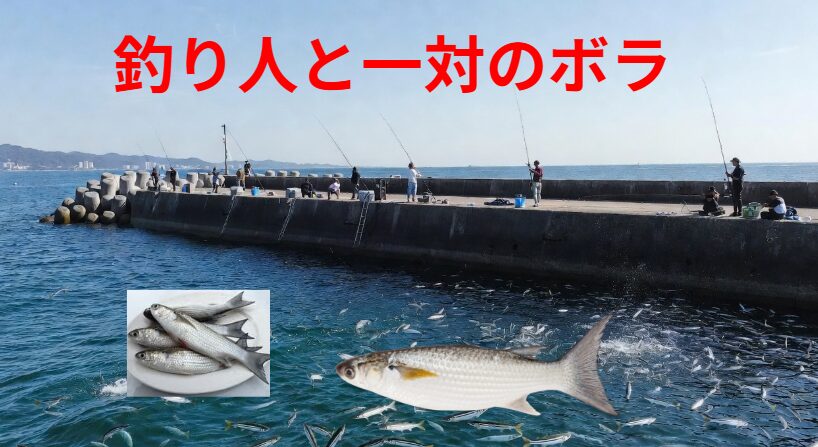 切っても切れない！釣り人とボラの深い関係｜外道なのに愛すべき理由【和歌山南紀堤防編】釣太郎