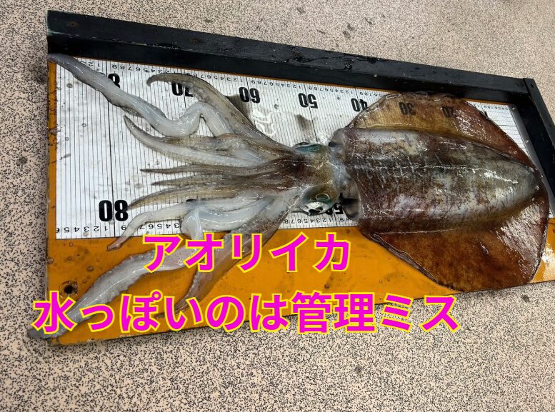 アオリイカは・水分が多い・構造が繊細・崩れると終わり。超・デリケートな食材。だから👉 水っぽい＝管理失敗。👉 うまい＝管理成功。釣太郎
