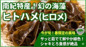 和歌山県南部、特に田辺市や白浜町、すさみ町などで水揚げされる春の特産海藻「ヒトハメ（ヒロメ）」。釣太郎