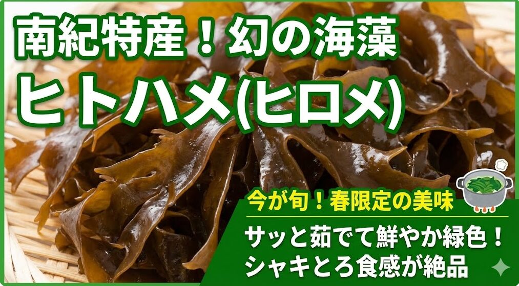 和歌山県南部、特に田辺市や白浜町、すさみ町などで水揚げされる春の特産海藻「ヒトハメ（ヒロメ）」。釣太郎